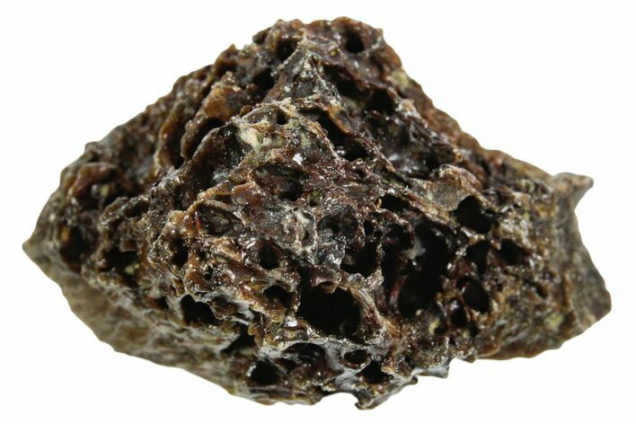 Fossil Tyrannosaur (T rex) Bone Section - Wyoming #352898